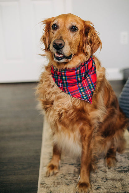 Tartan - Pet Bandana