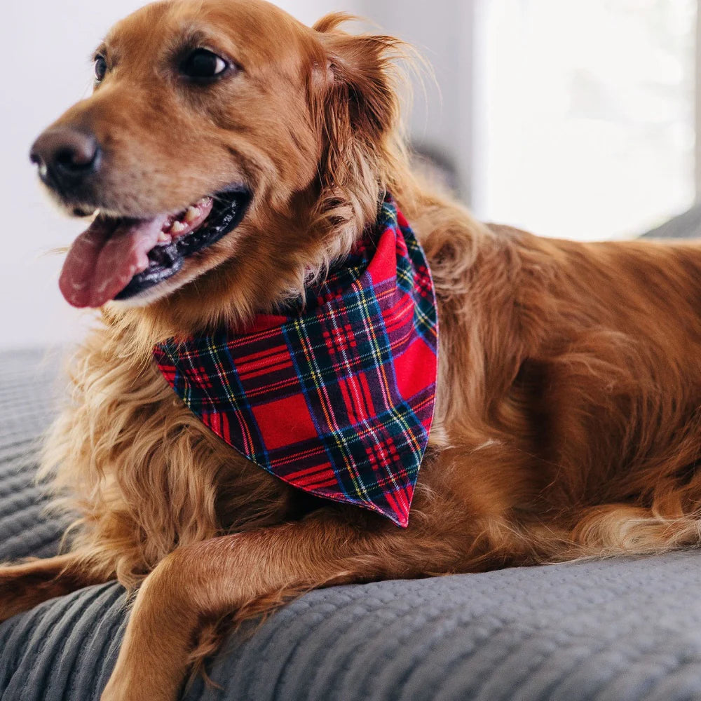 Tartan - Pet Bandana